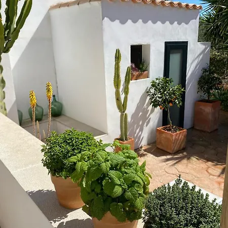 Yuca Ii